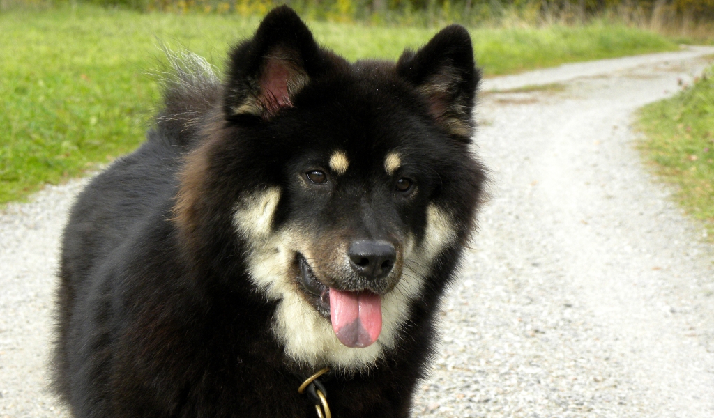 Black Saarloos Wolfdog for 1024 x 600 widescreen resolution
