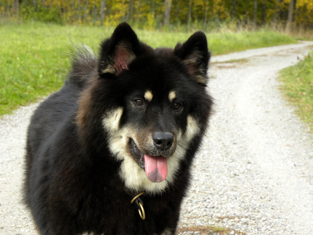 Black Saarloos Wolfdog for 1024 x 768 resolution