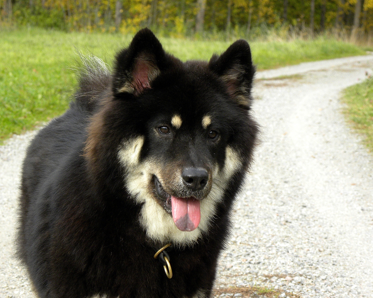Black Saarloos Wolfdog for 1280 x 1024 resolution