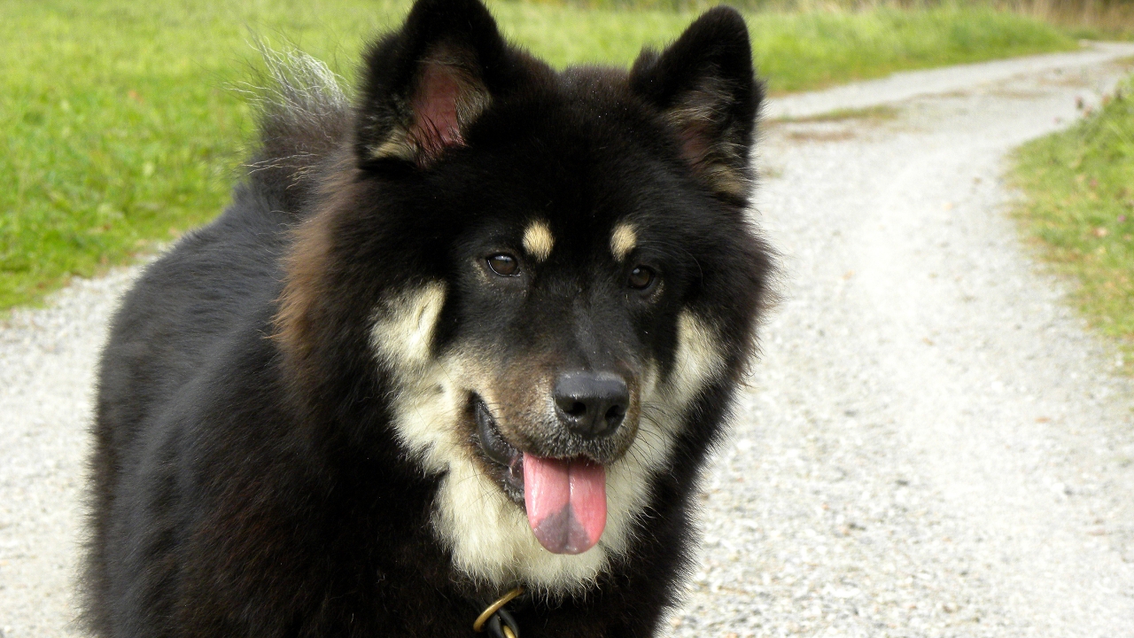 Black Saarloos Wolfdog for 1280 x 720 HDTV 720p resolution
