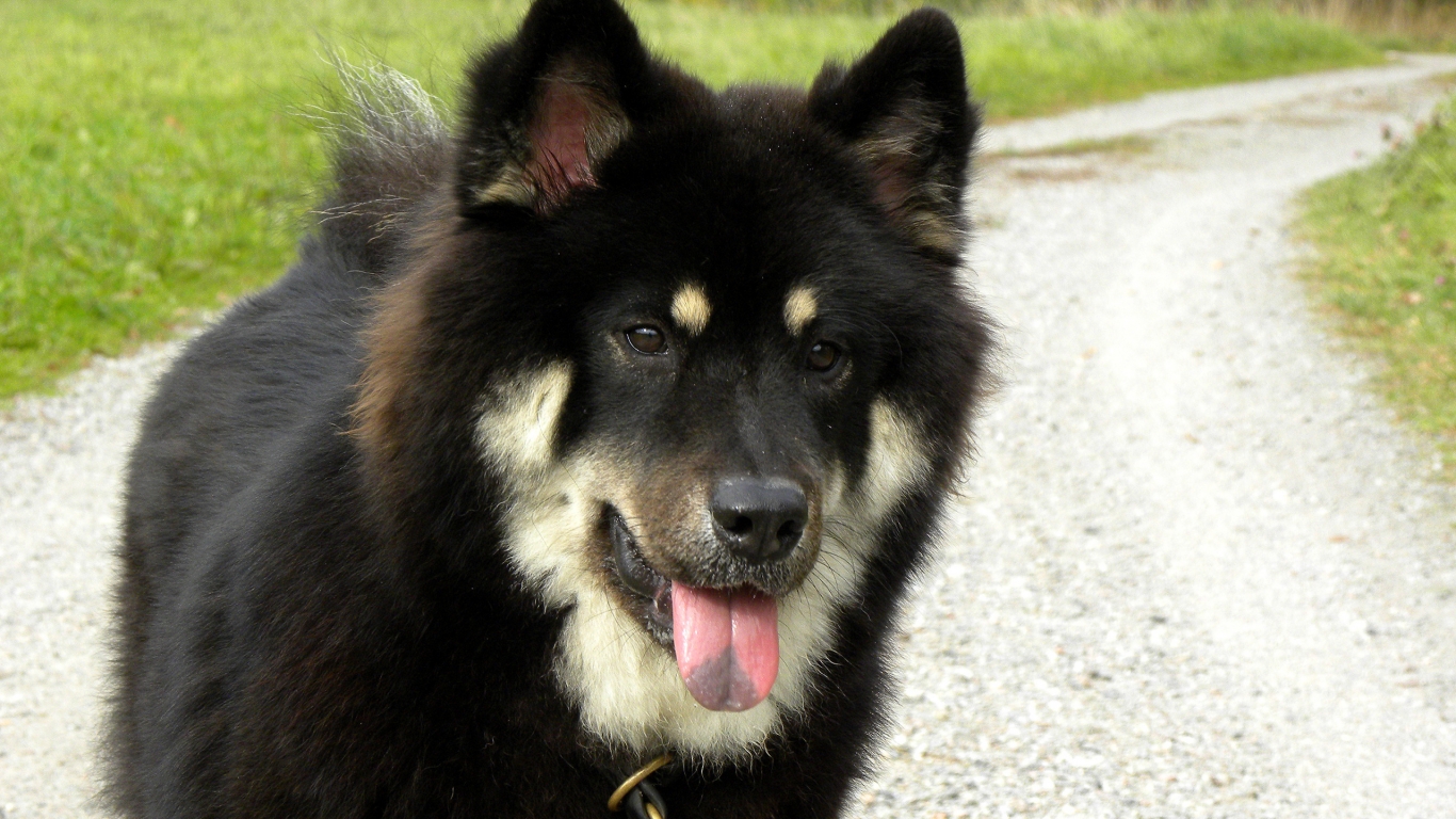 Black Saarloos Wolfdog for 1366 x 768 HDTV resolution