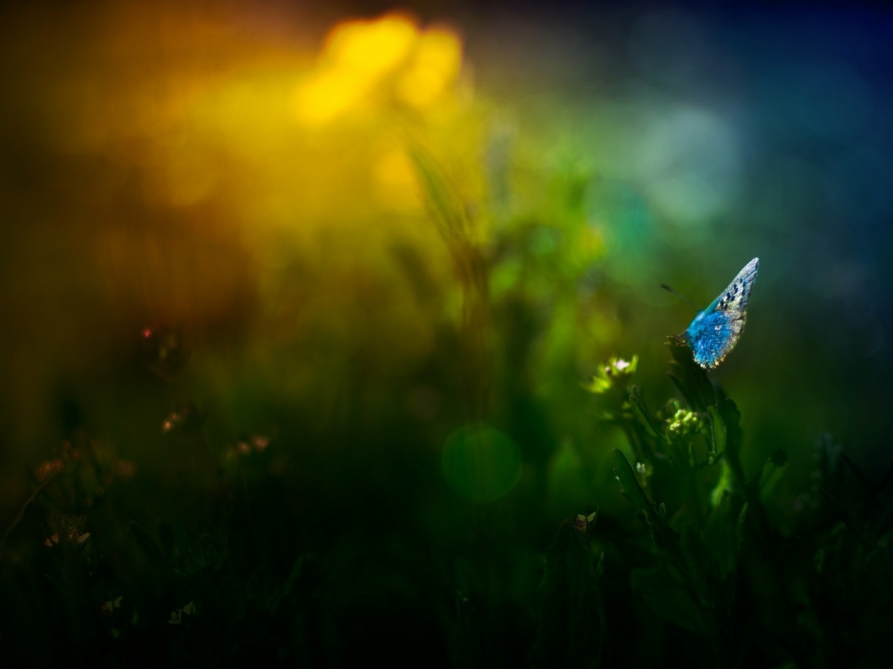 Blue Butterfly on Grass for 1280 x 960 resolution