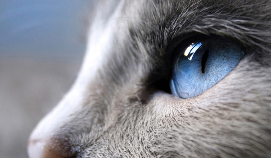 Blue Eyes Cat for 1024 x 600 widescreen resolution