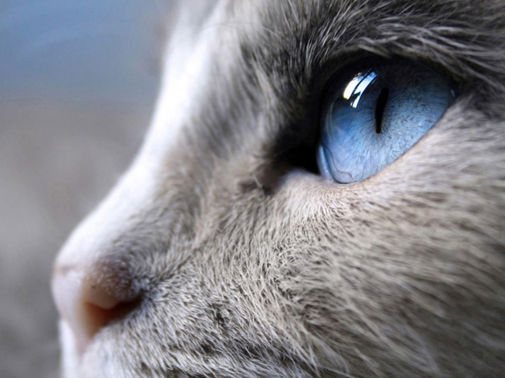 Blue Eyes Cat for 1024 x 768 resolution