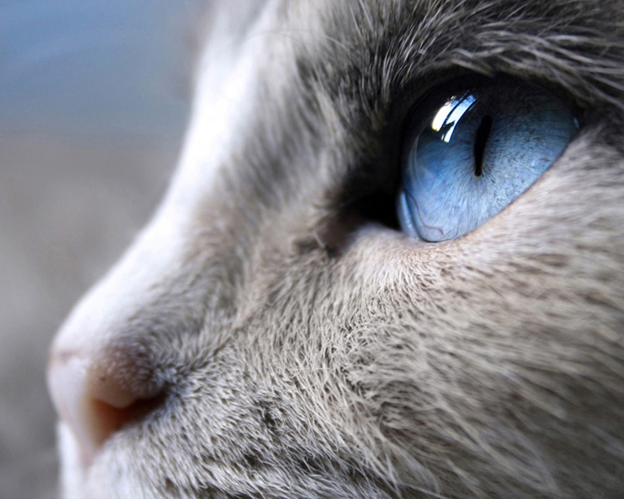 Blue Eyes Cat for 1280 x 1024 resolution