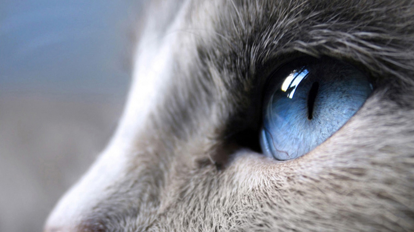 Blue Eyes Cat for 1366 x 768 HDTV resolution