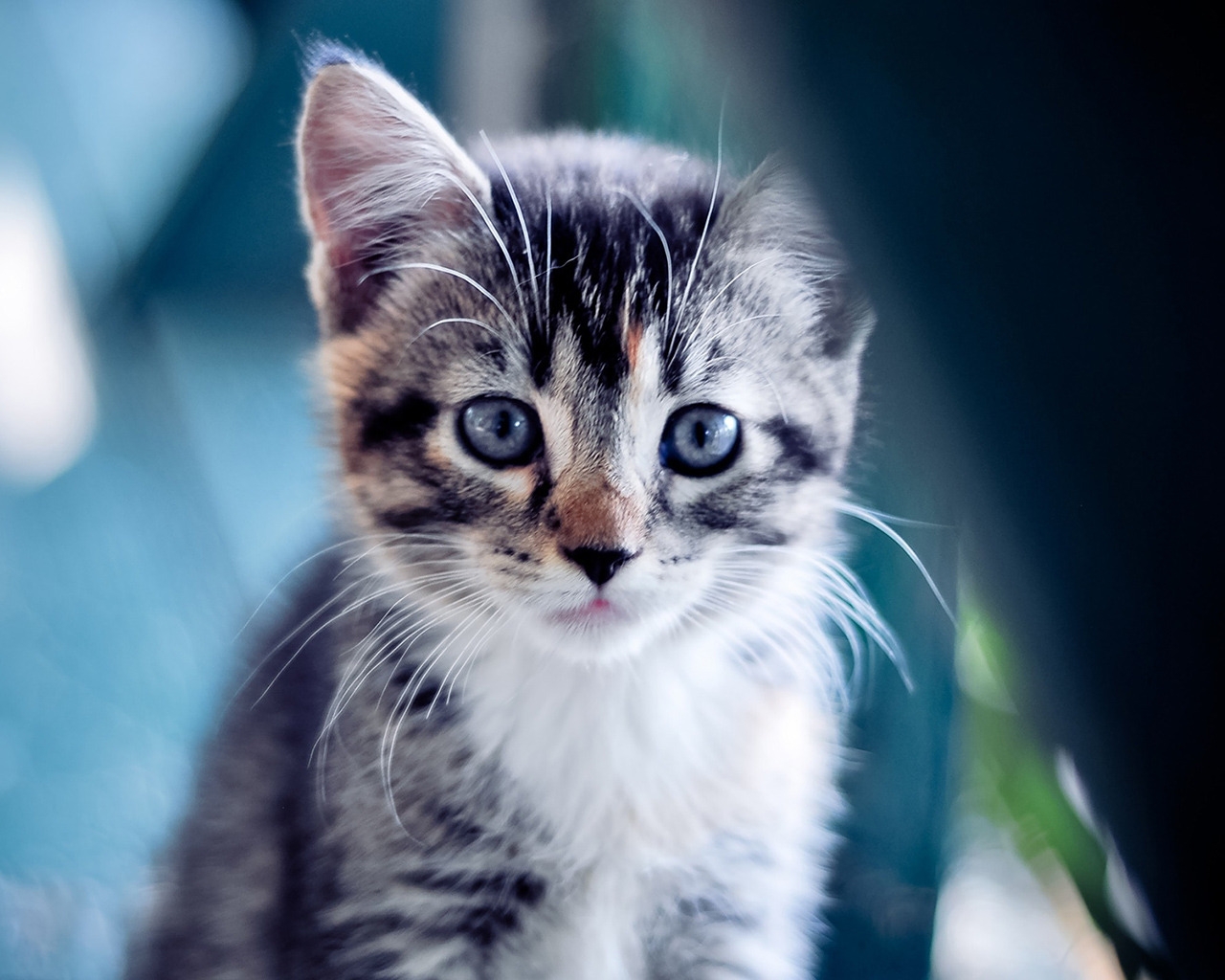Blue Eyes Kitty for 1280 x 1024 resolution