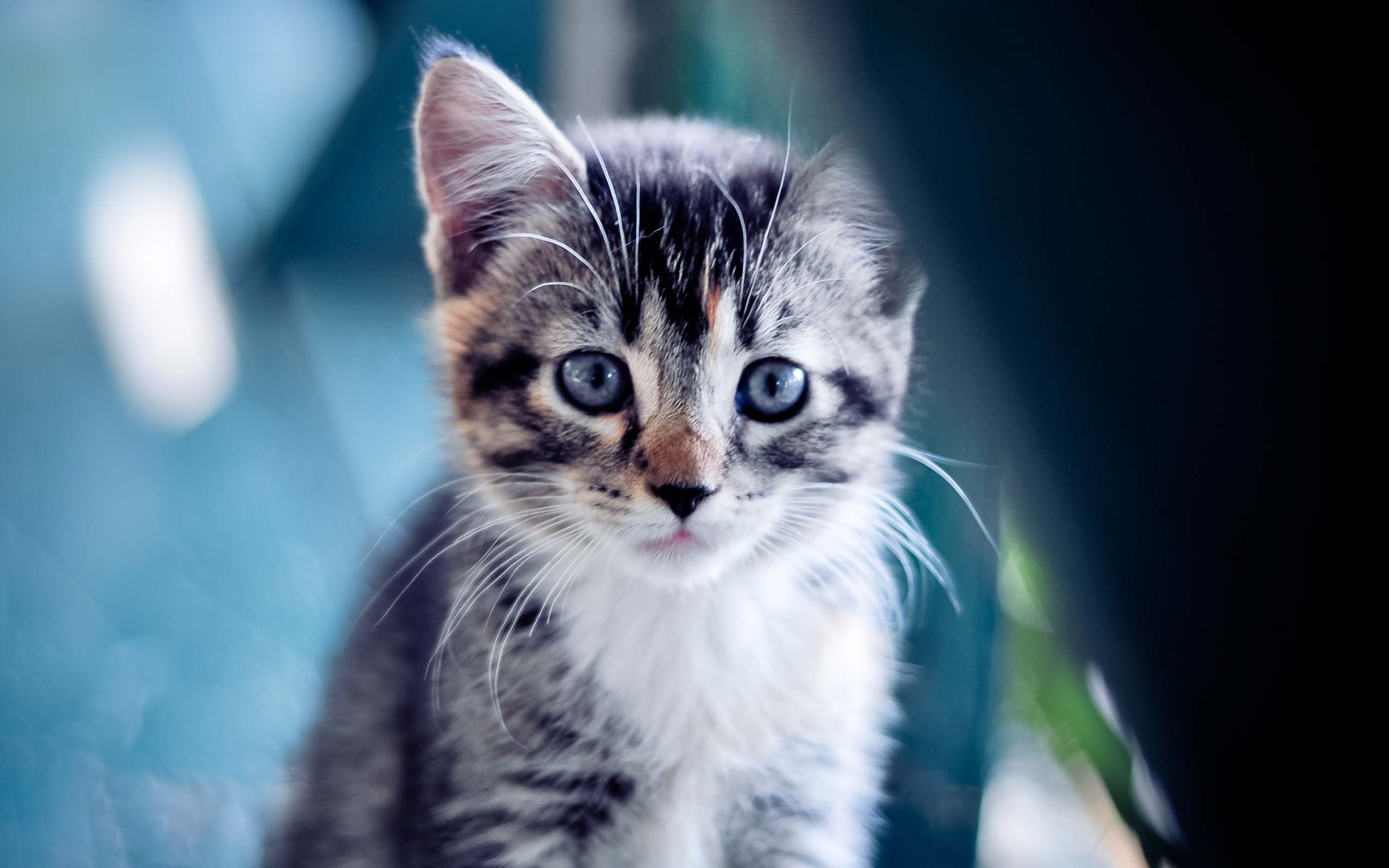 Blue Eyes Kitty for 2560 x 1600 widescreen resolution
