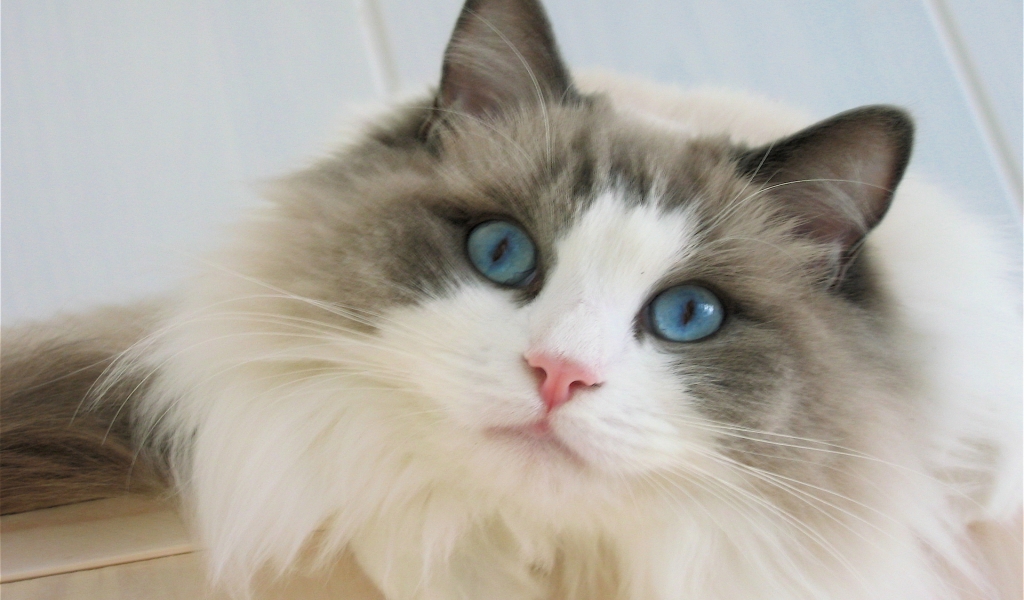 Blue Eyes Ragdoll Cat for 1024 x 600 widescreen resolution