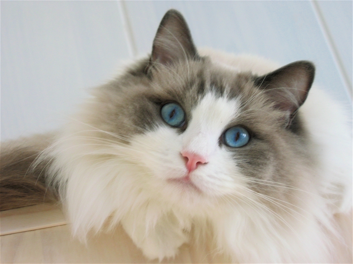 Blue Eyes Ragdoll Cat for 1152 x 864 resolution