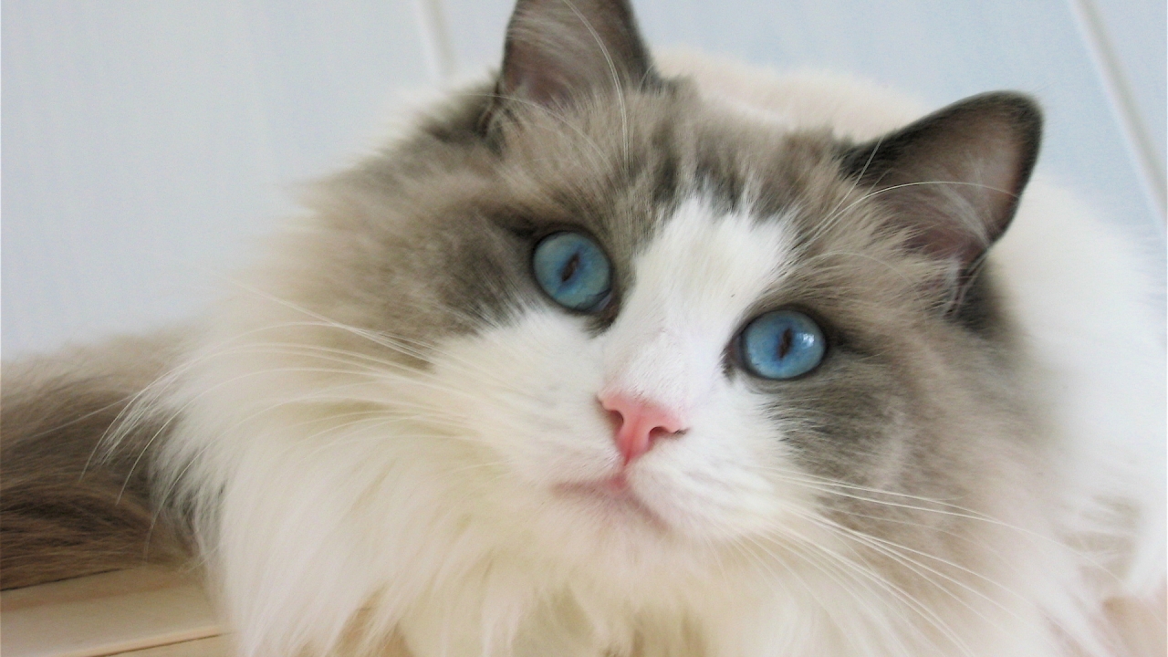 Blue Eyes Ragdoll Cat for 1280 x 720 HDTV 720p resolution