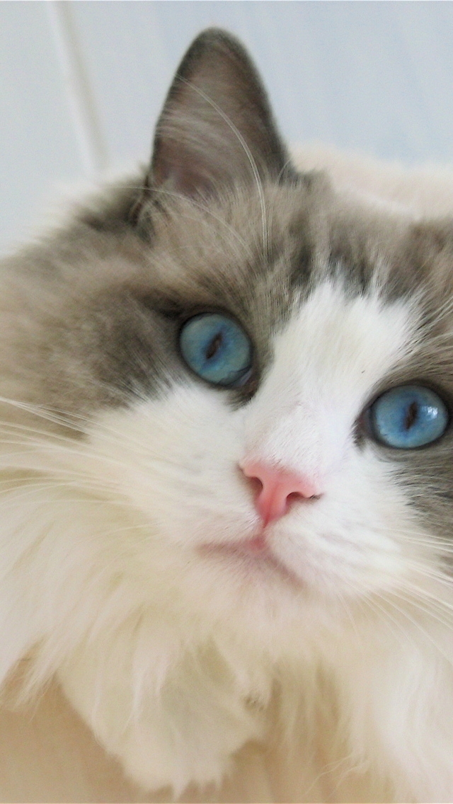 Blue Eyes Ragdoll Cat for 640 x 1136 iPhone 5 resolution