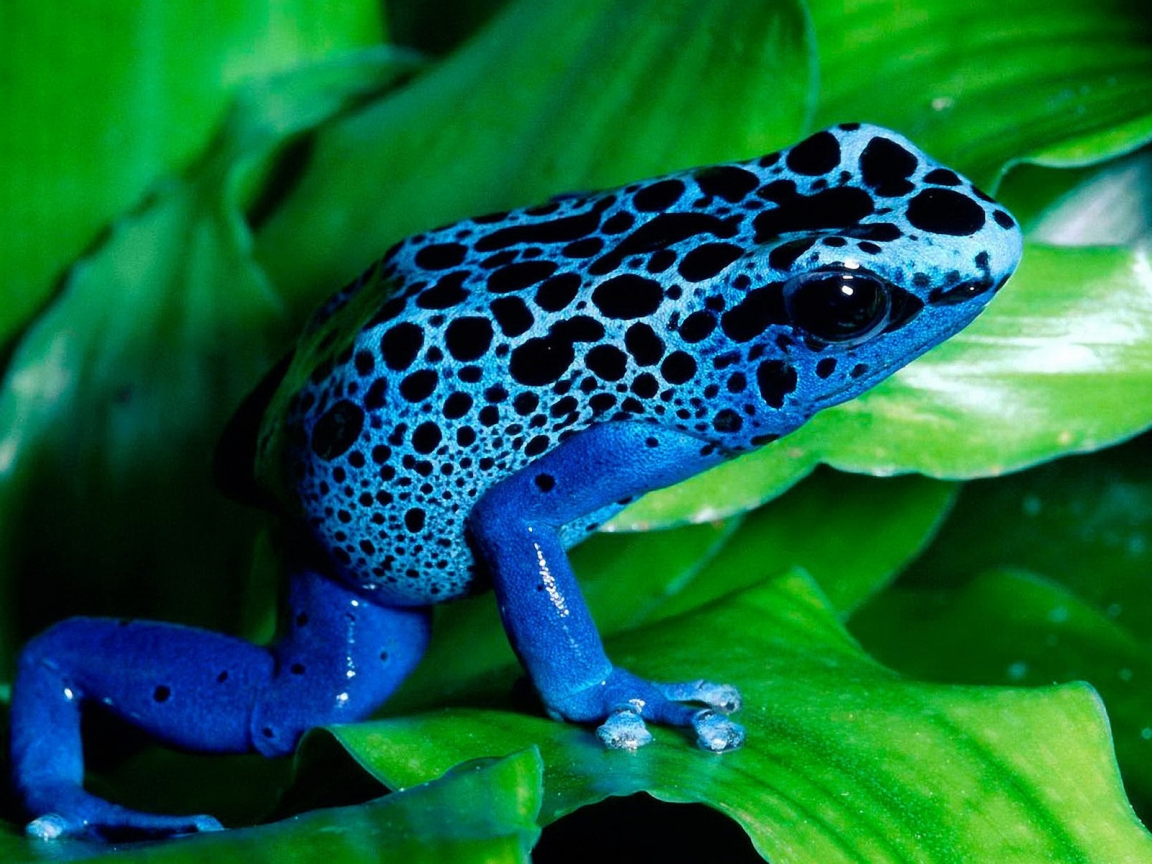Blue Frog for 1152 x 864 resolution