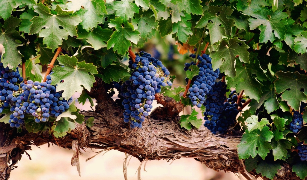 Blue Grapes for 1024 x 600 widescreen resolution