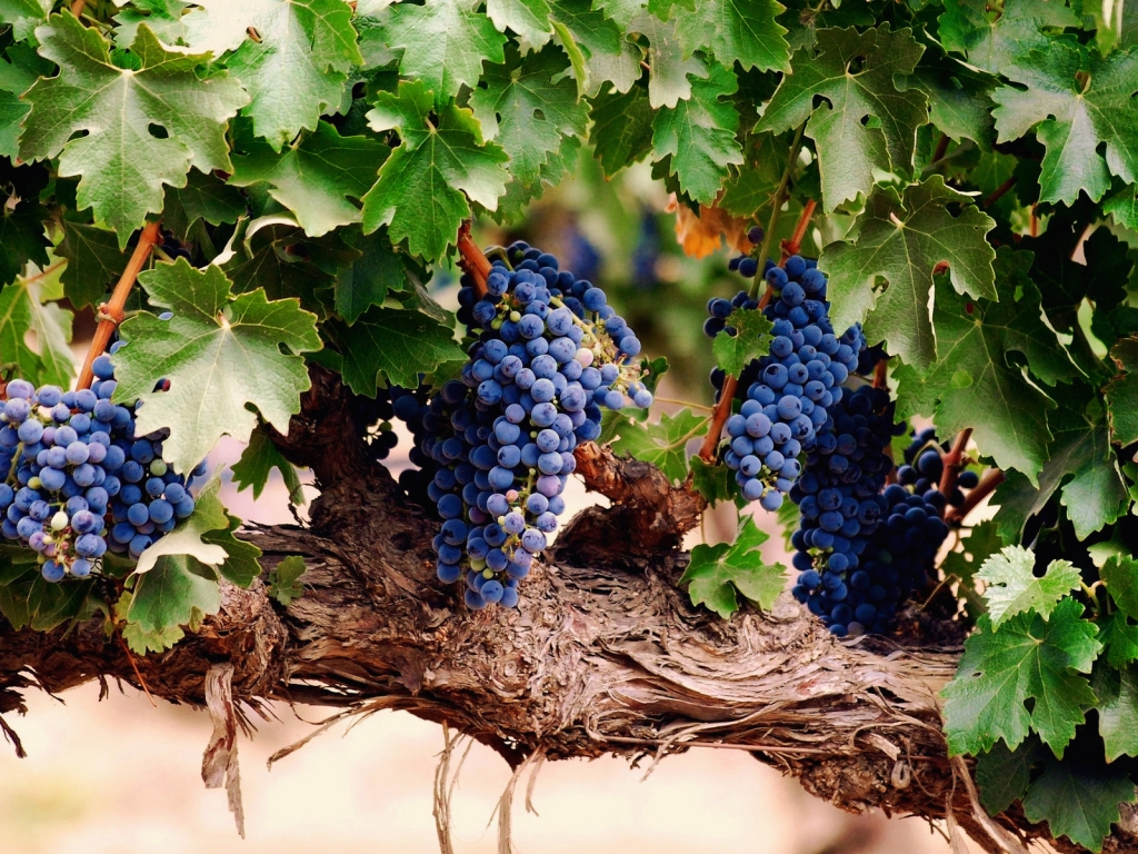 Blue Grapes for 1024 x 768 resolution