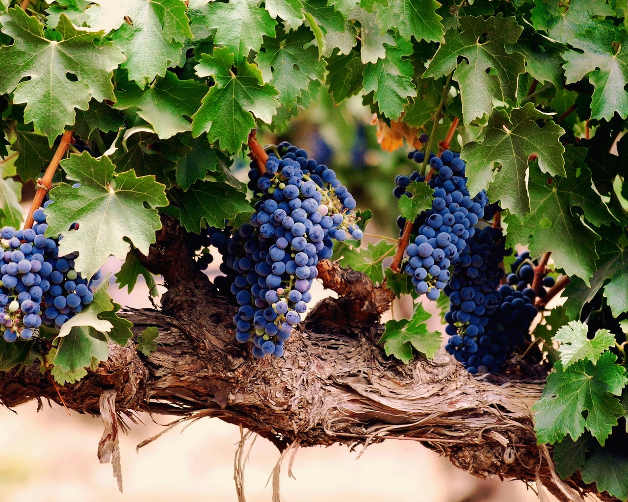 Blue Grapes for 1280 x 1024 resolution