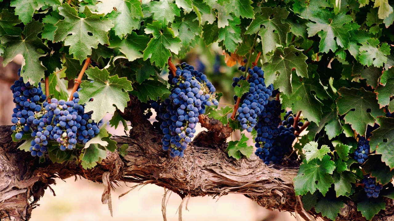 Blue Grapes for 1280 x 720 HDTV 720p resolution