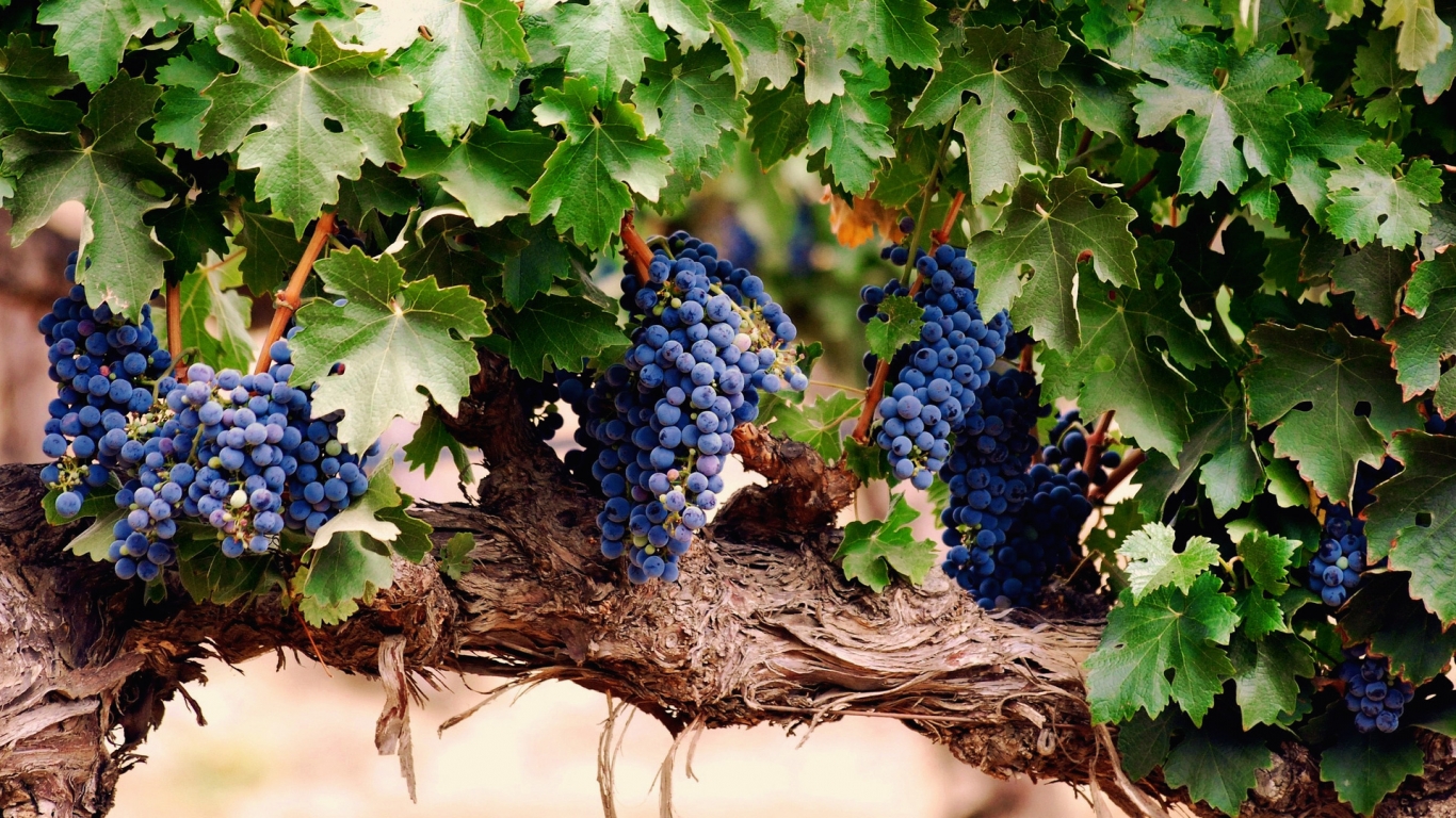 Blue Grapes for 1366 x 768 HDTV resolution