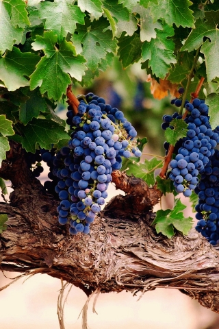 Blue Grapes for 320 x 480 iPhone resolution