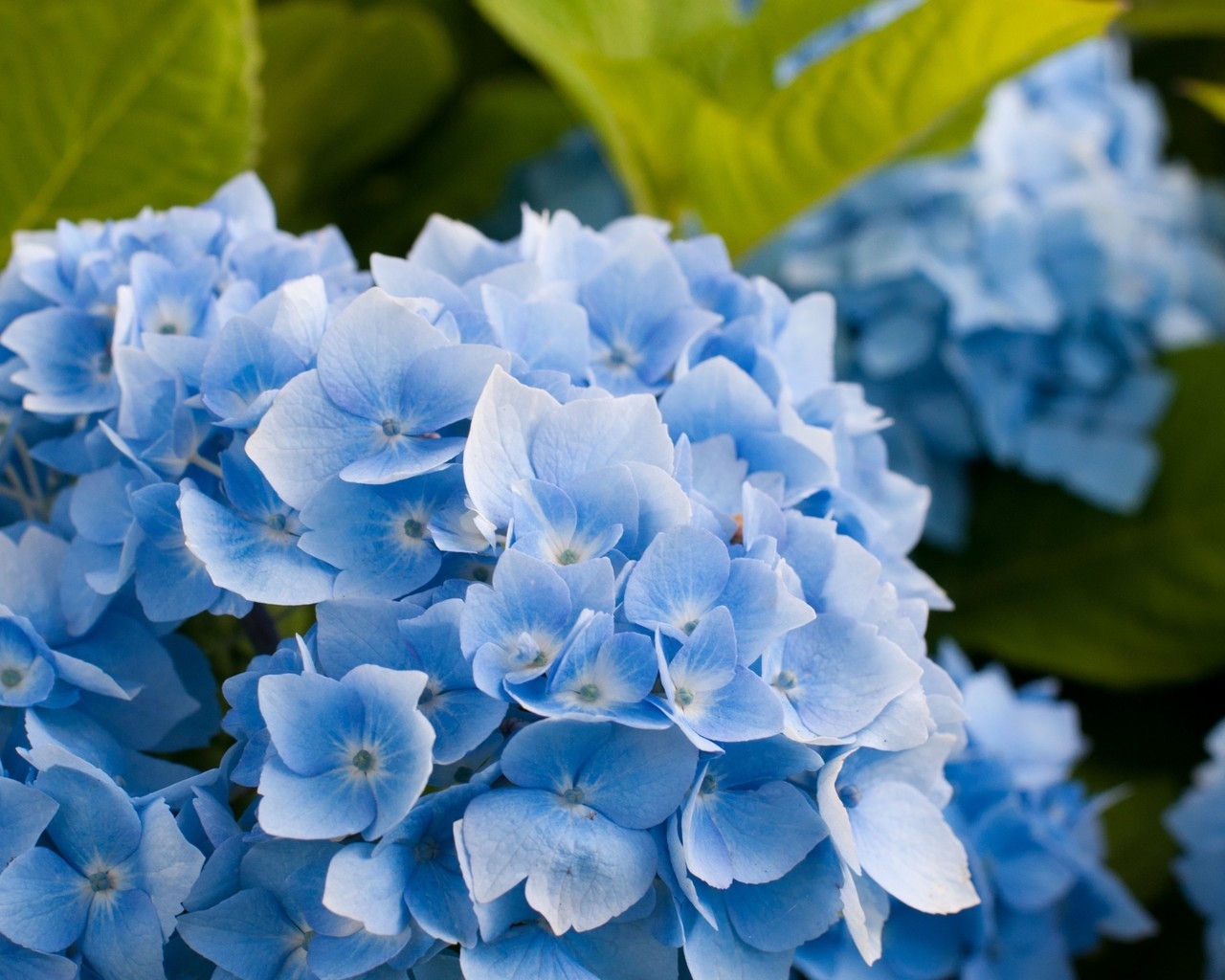 Blue Hydrangea Flower for 1280 x 1024 resolution