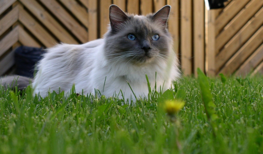 Blue Mitted Ragdoll for 1024 x 600 widescreen resolution