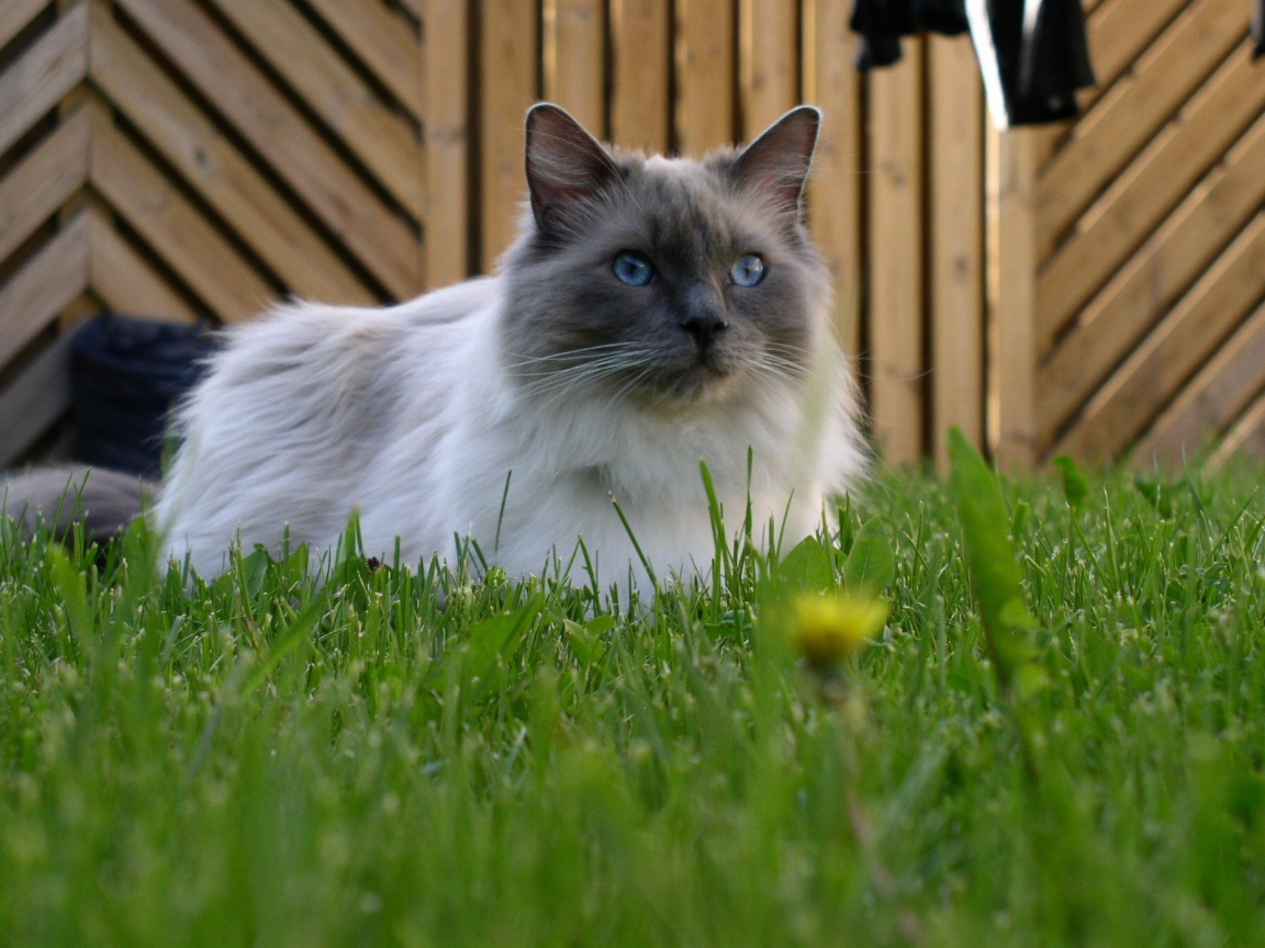 Blue Mitted Ragdoll for 1152 x 864 resolution