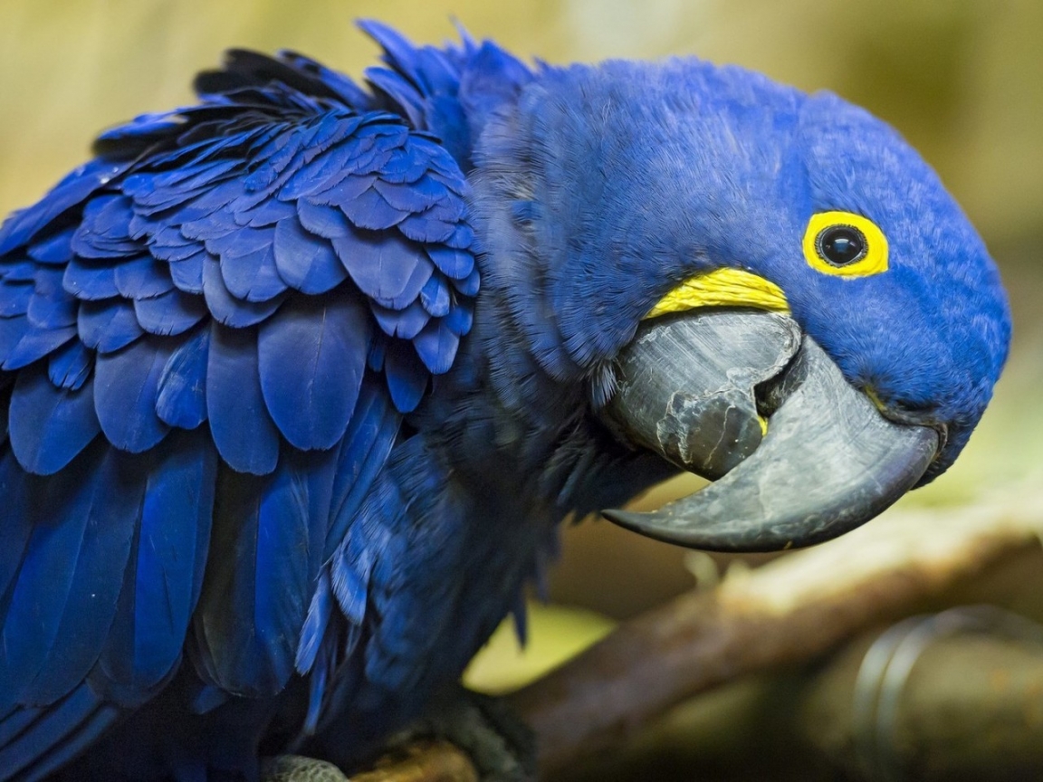 Blue Parrot for 1152 x 864 resolution