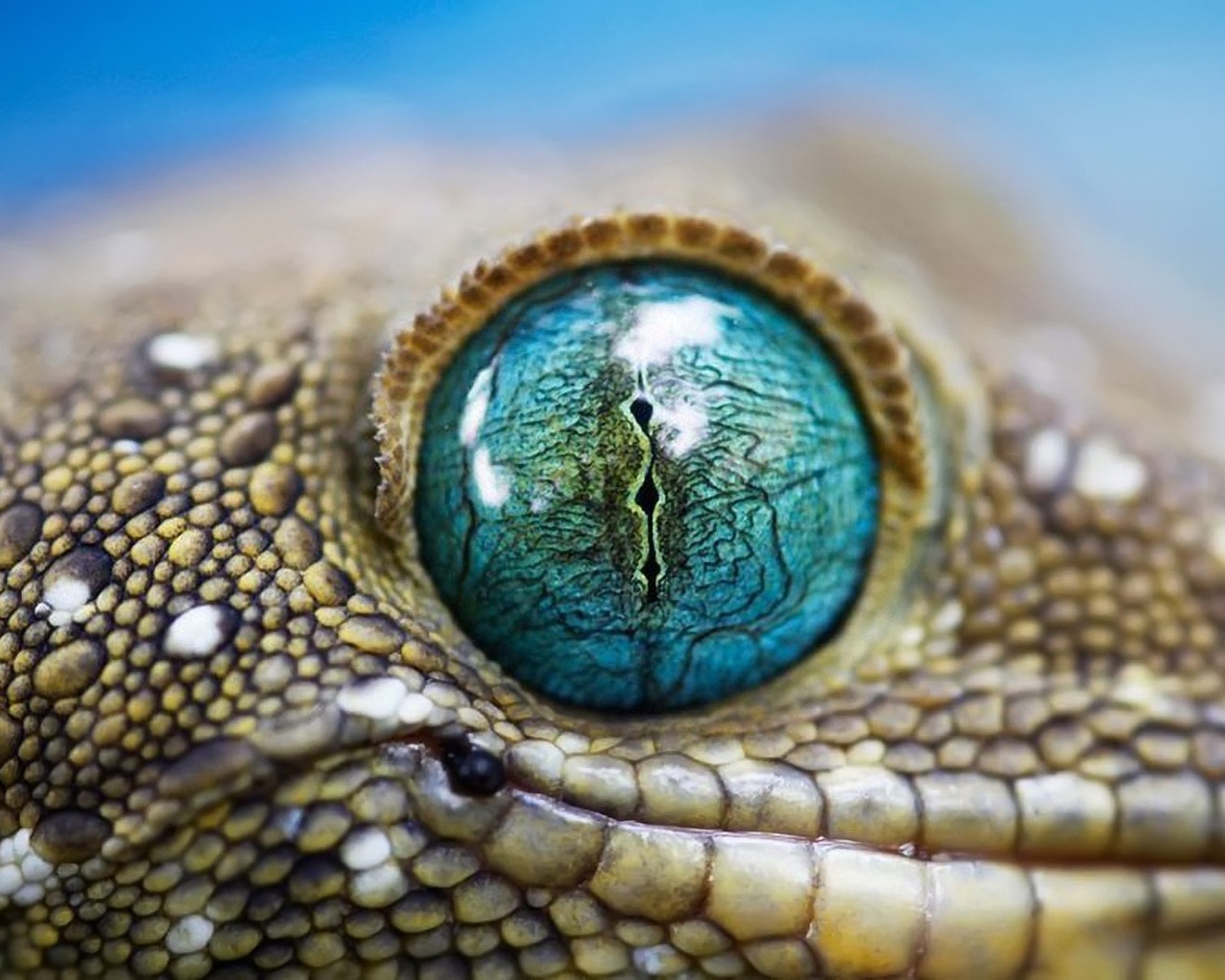 Blue Reptile Eye for 1280 x 1024 resolution
