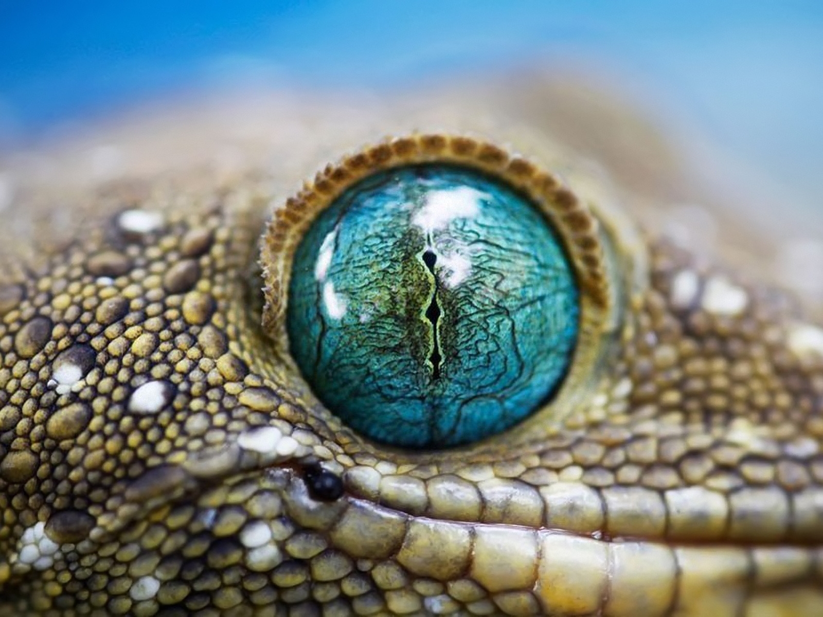 Blue Reptile Eye for 1600 x 1200 resolution