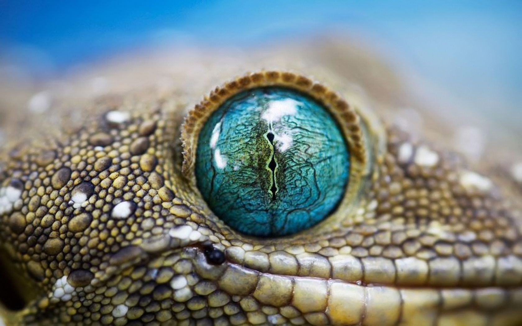 Blue Reptile Eye for 1680 x 1050 widescreen resolution