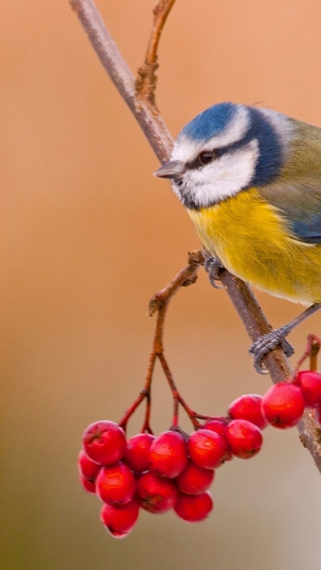 Blue Tit Bird for 640 x 1136 iPhone 5 resolution