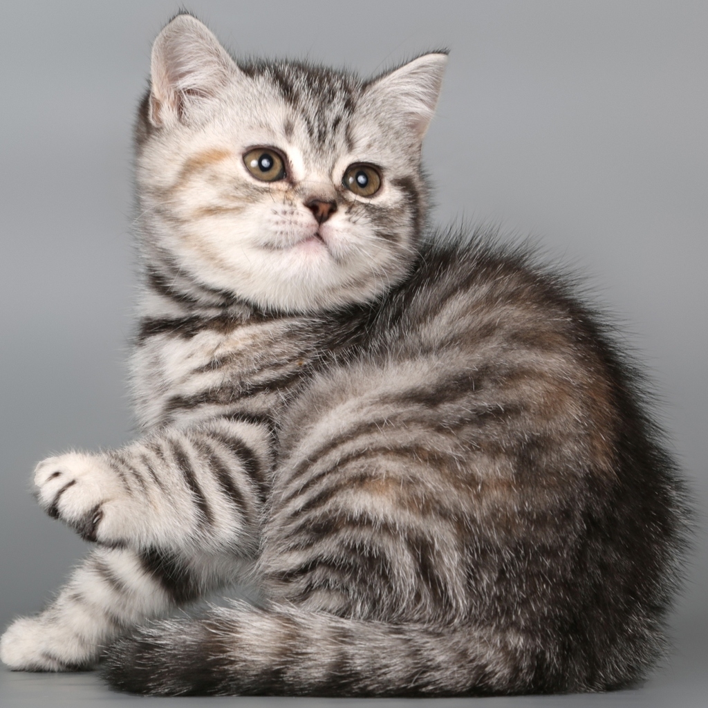 British Shorthair Kitten for 1024 x 1024 iPad resolution