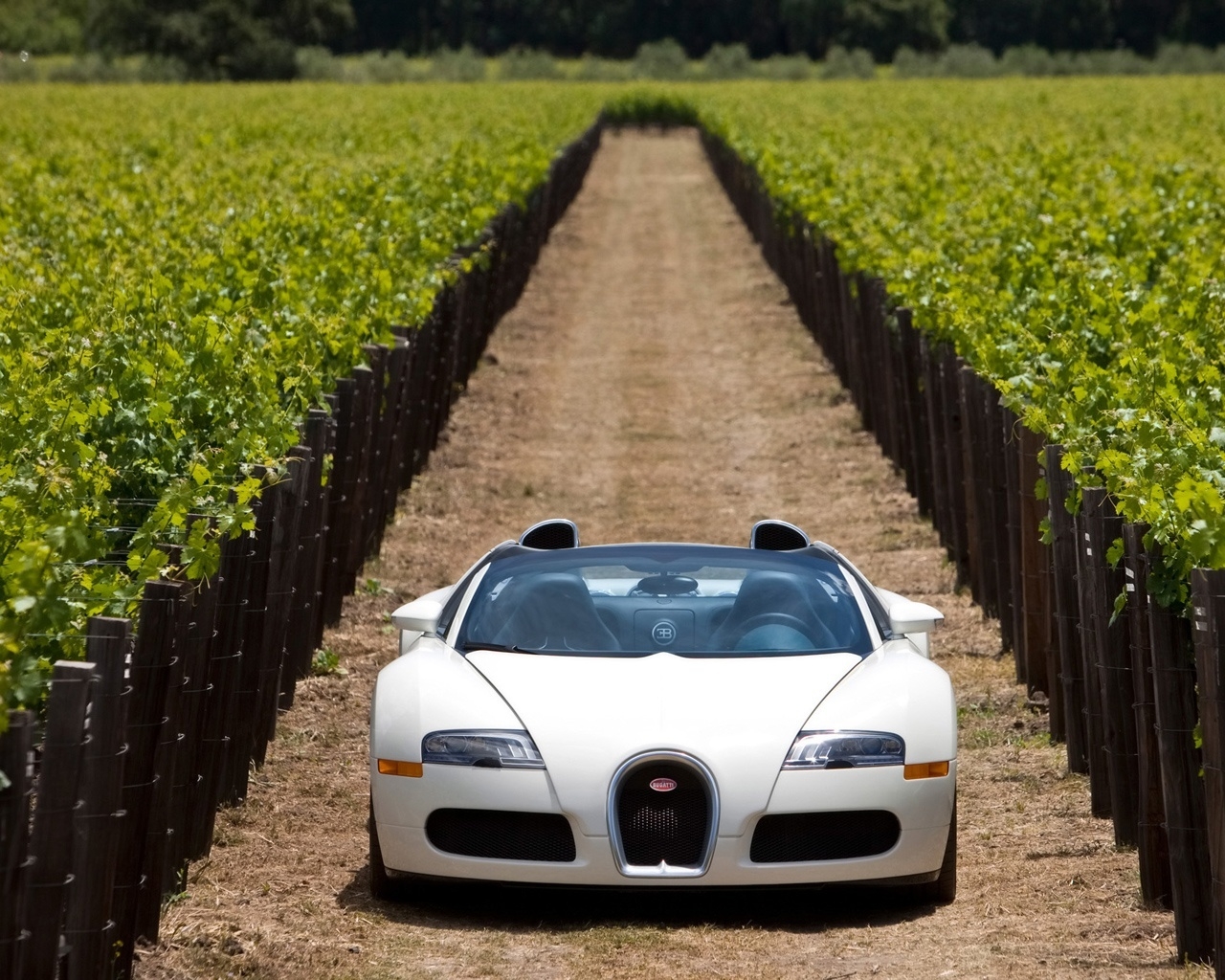 Bugatti Veyron 16.4 Grand Sport 2010 in Napa Valley - Front 3 for 1280 x 1024 resolution