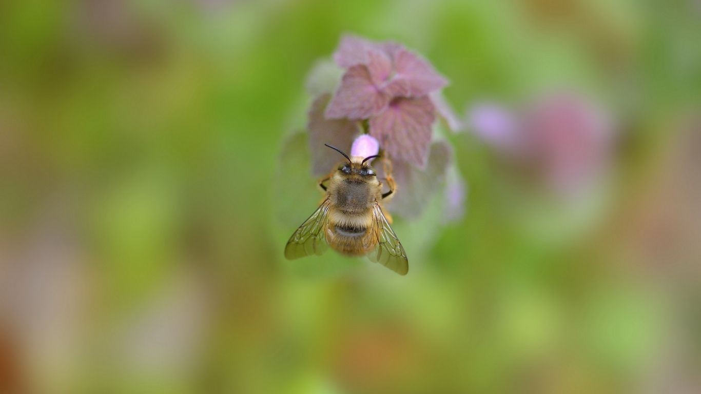 Bumblebee on Flower for 1366 x 768 HDTV resolution