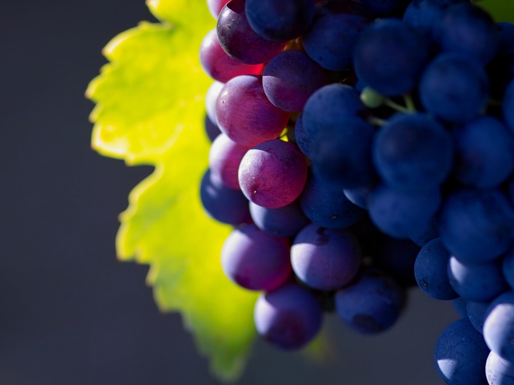 Bunch of Grapes for 1024 x 768 resolution