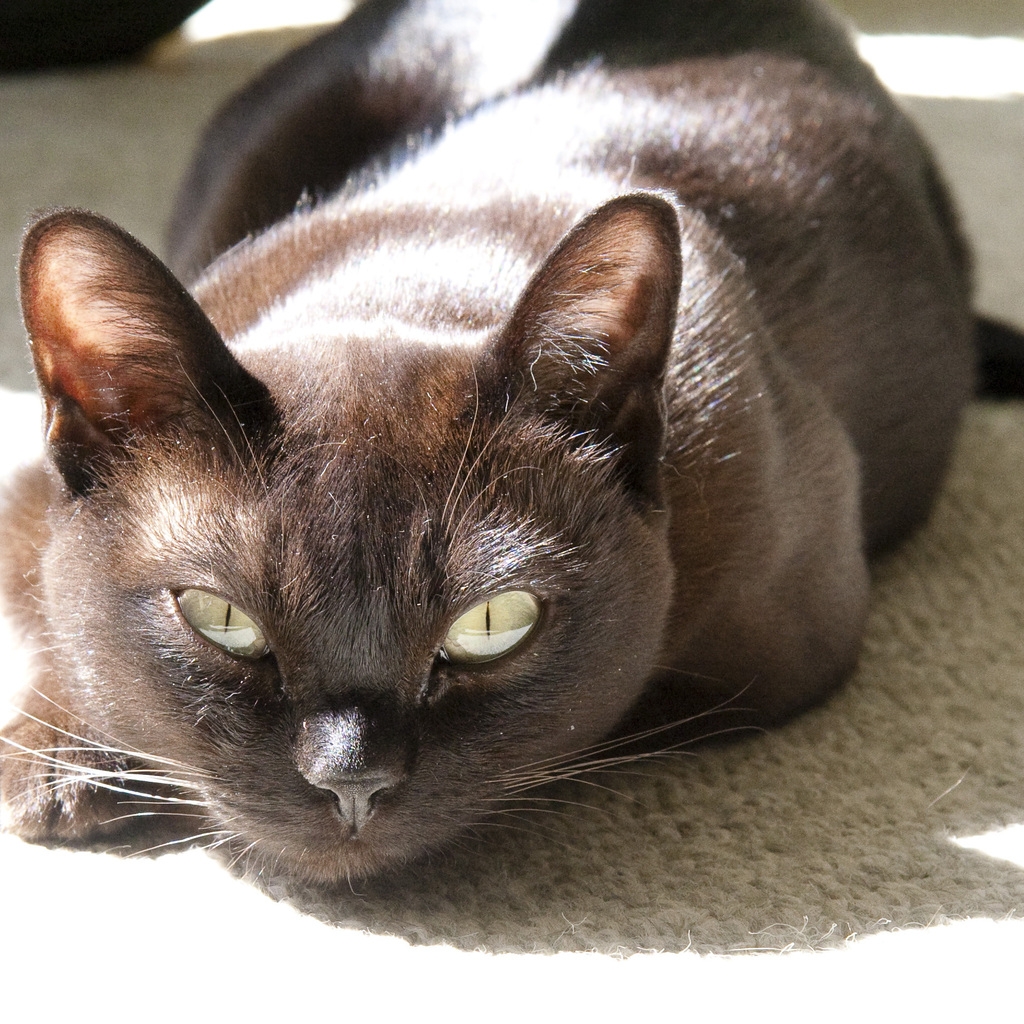 Burmese Cat for 1024 x 1024 iPad resolution