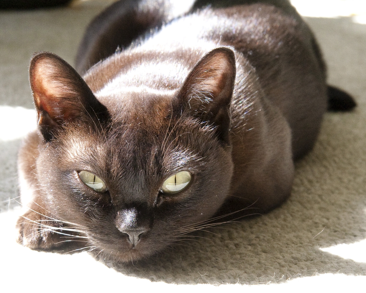 Burmese Cat for 1280 x 1024 resolution
