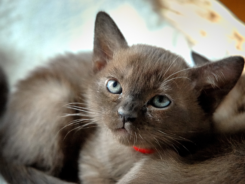 Burmese Kitten for 1024 x 768 resolution