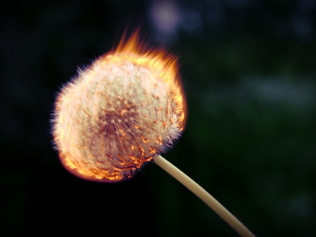 Burning Dandelion for 1280 x 960 resolution