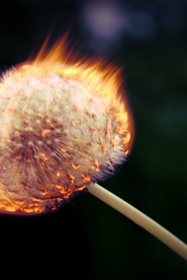Burning Dandelion for 640 x 960 iPhone 4 resolution