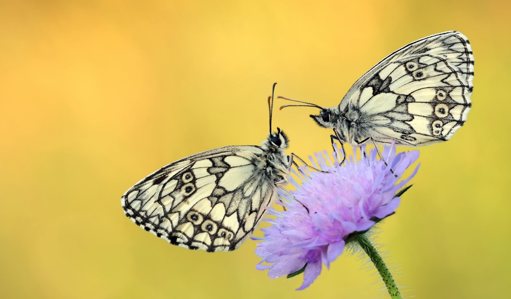 Butterflies on a Purple Flower for 1024 x 600 widescreen resolution