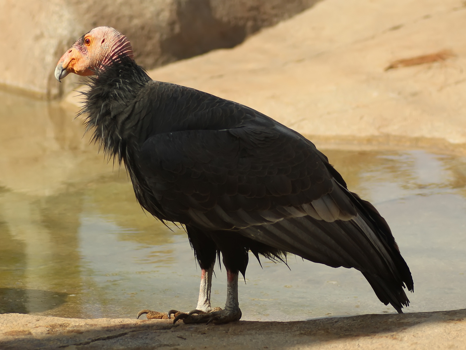California condor for 1600 x 1200 resolution