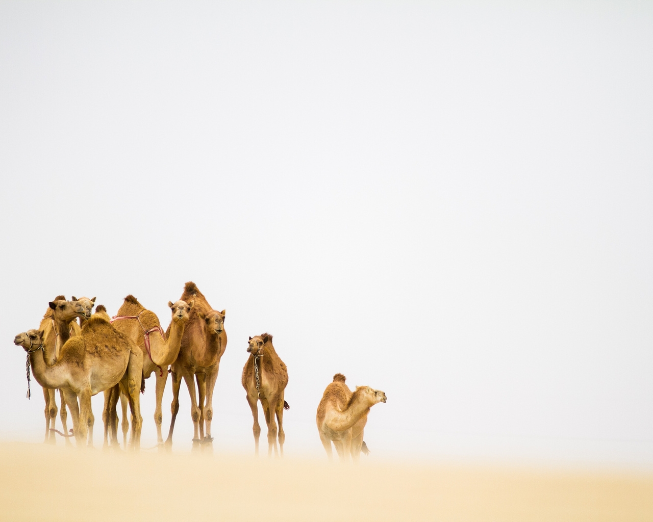 Camels in the Desert for 1280 x 1024 resolution