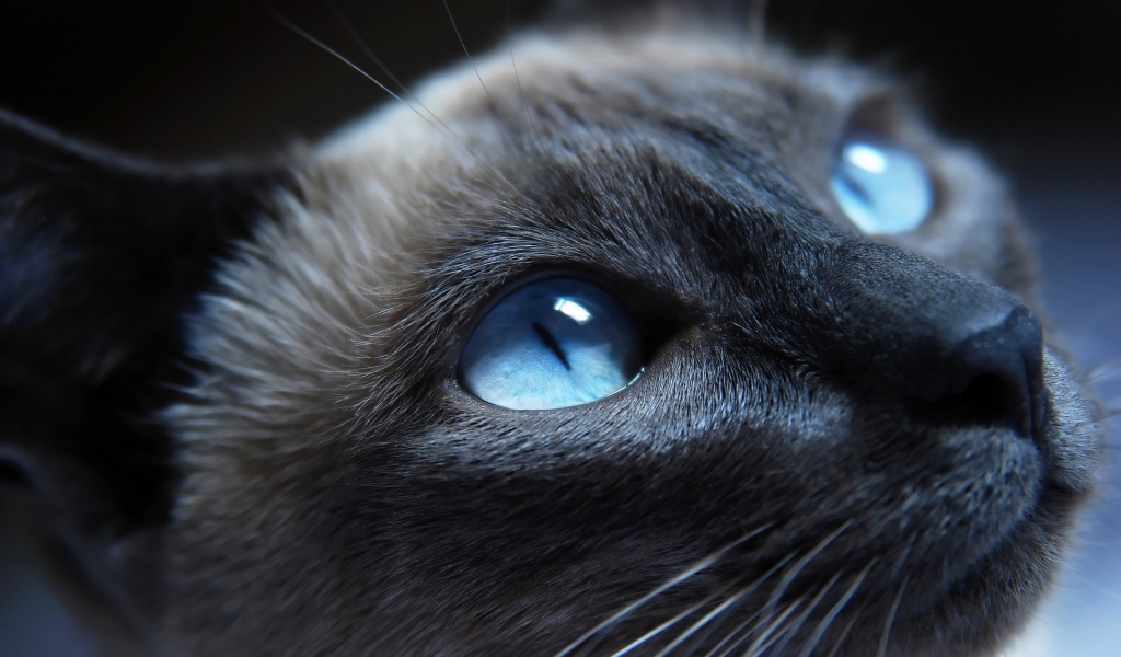 Cat Blue Eyes for 1024 x 600 widescreen resolution