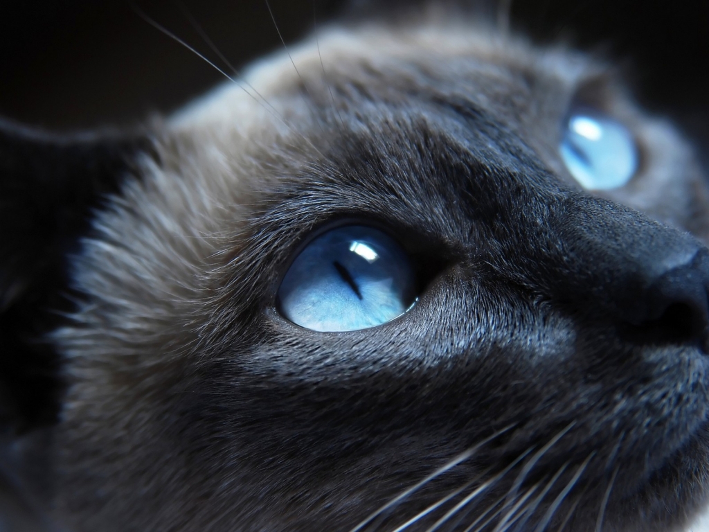 Cat Blue Eyes for 1024 x 768 resolution