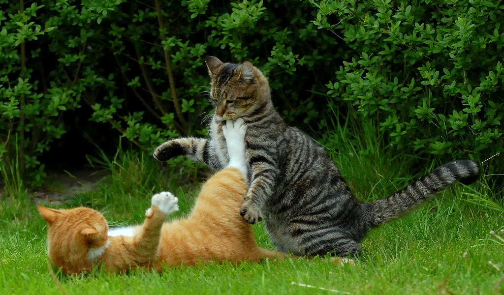Cat Fight for 1024 x 600 widescreen resolution