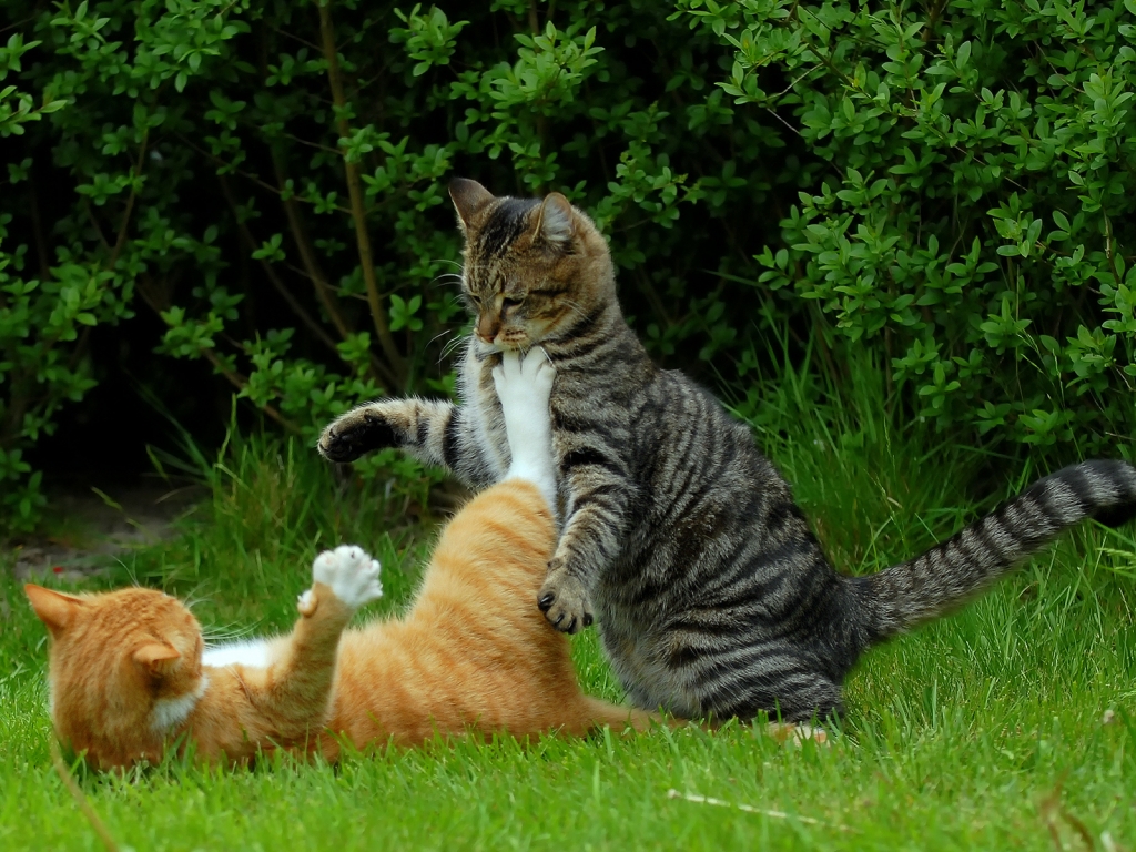 Cat Fight for 1024 x 768 resolution