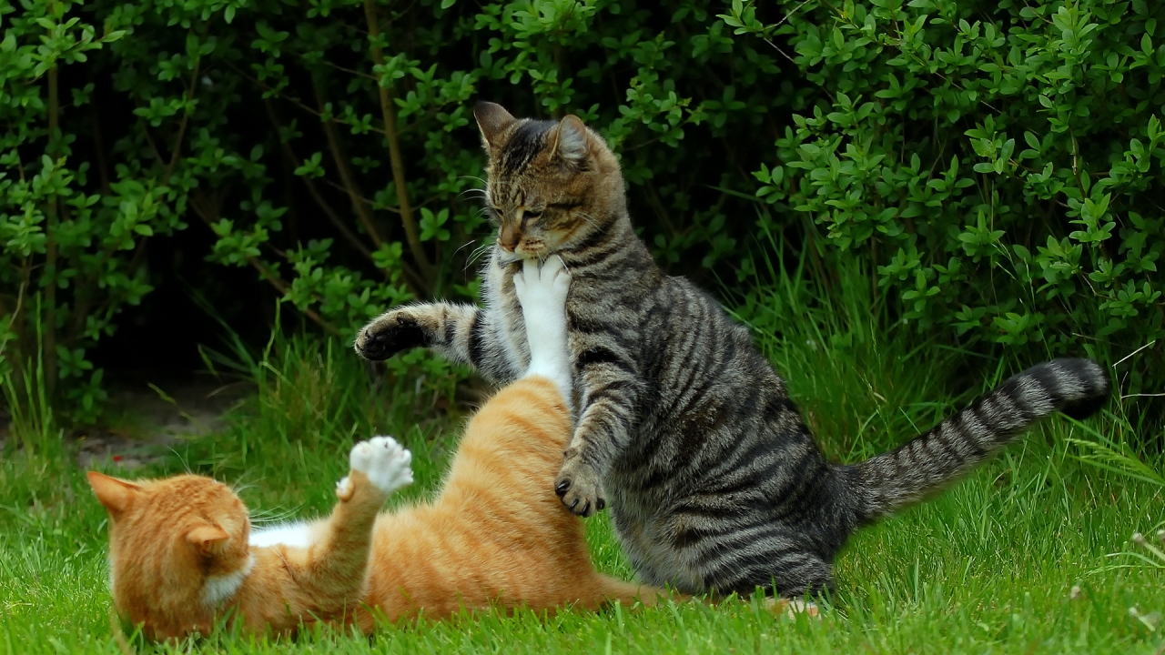 Cat Fight for 1280 x 720 HDTV 720p resolution