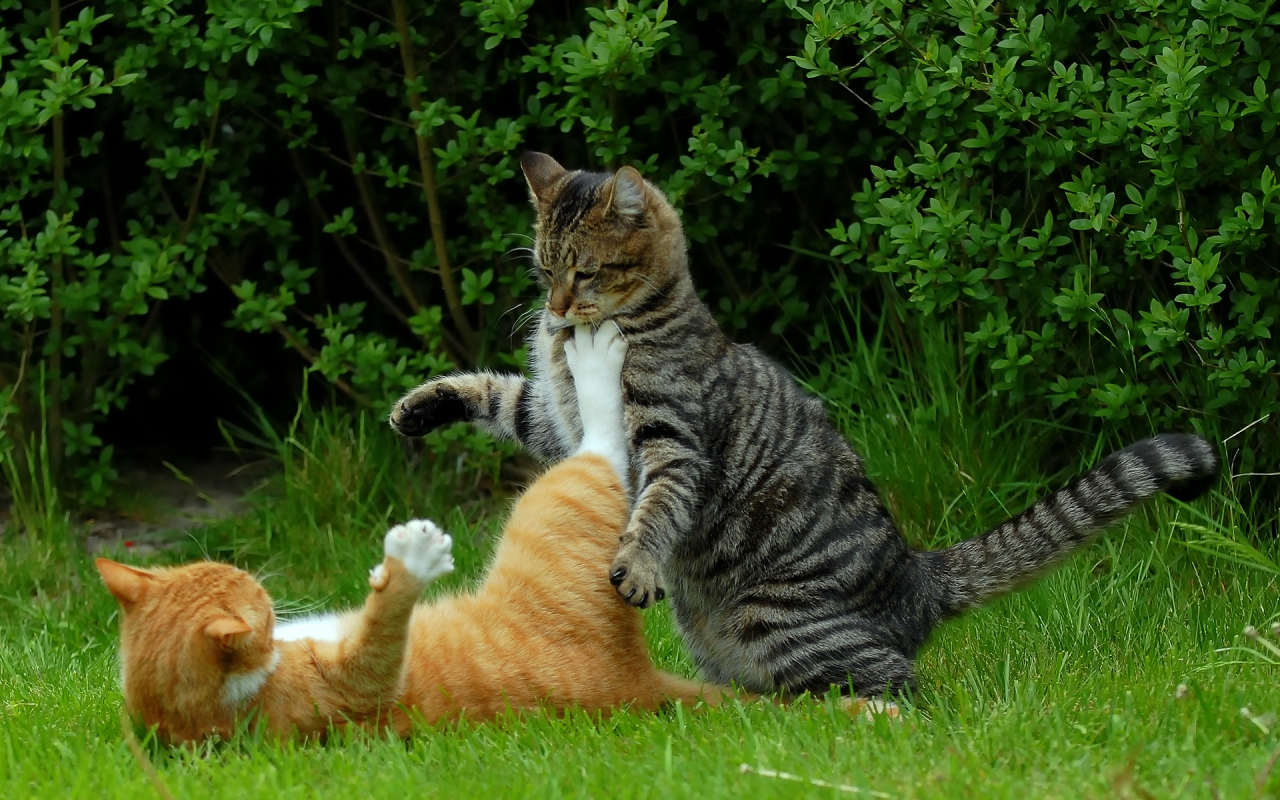 Cat Fight for 1280 x 800 widescreen resolution