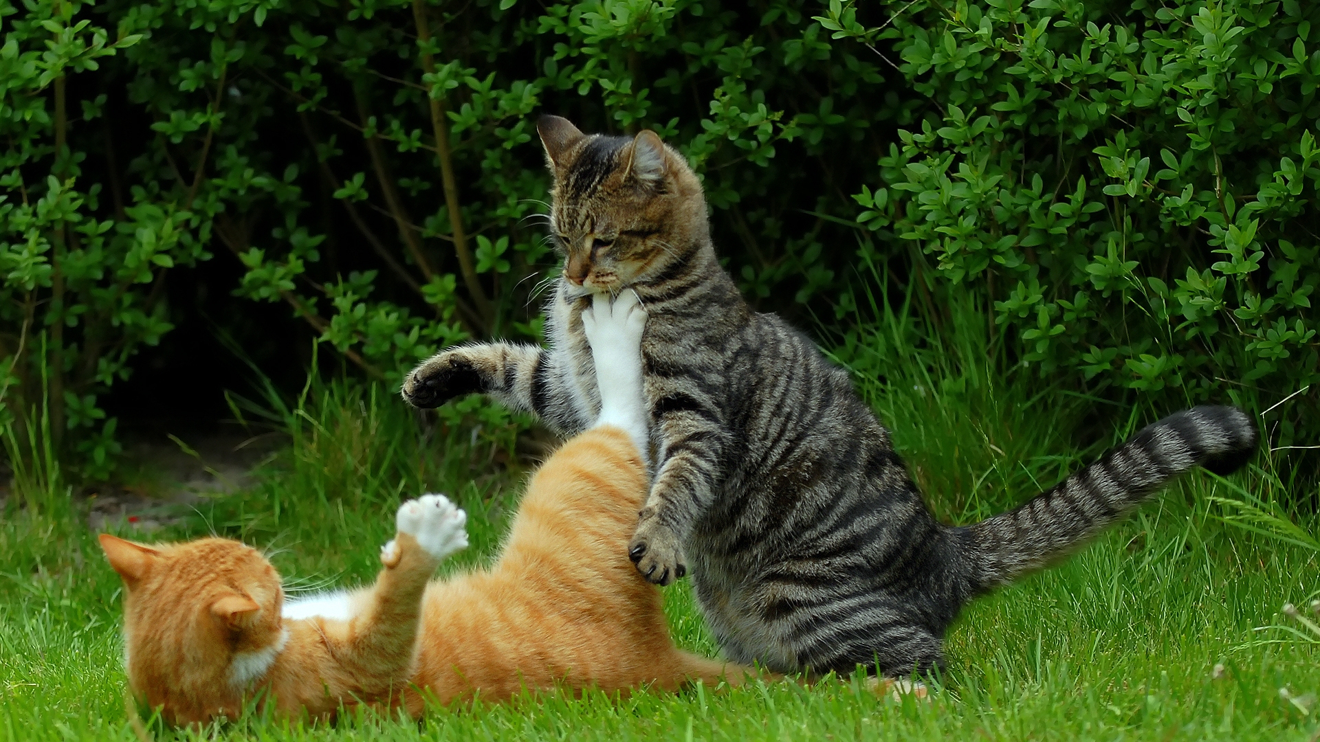 Cat Fight for 1920 x 1080 HDTV 1080p resolution